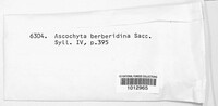 Ascochyta berberidina image